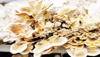 Graphic image of AnyConv.com__Coriolus_Kategorie_Header - Medicinal Mushrooms
