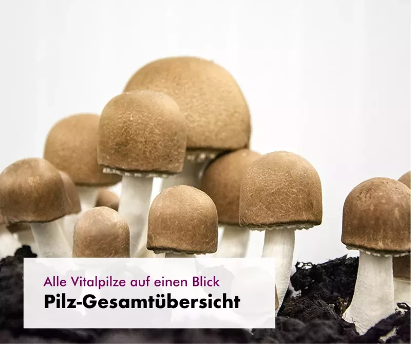 Graphic image of Bio-Vitalpilze-Kategorie_800x800 - Homepage