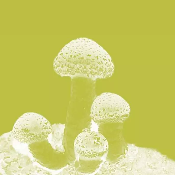 Graphic image of Dosierung-prev - Homepage