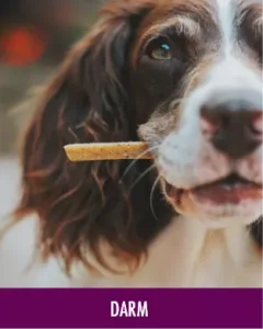 Graphic image of MV_Flyout_Darm_D_1920x1920 - Homepage