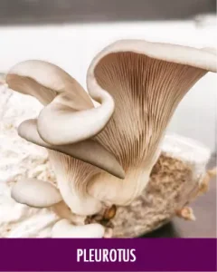 Graphic image of Pleurotus_Teaser.webp,qts=1747052642.pagespeed.ce.hXfF8tUFjQ - Homepage
