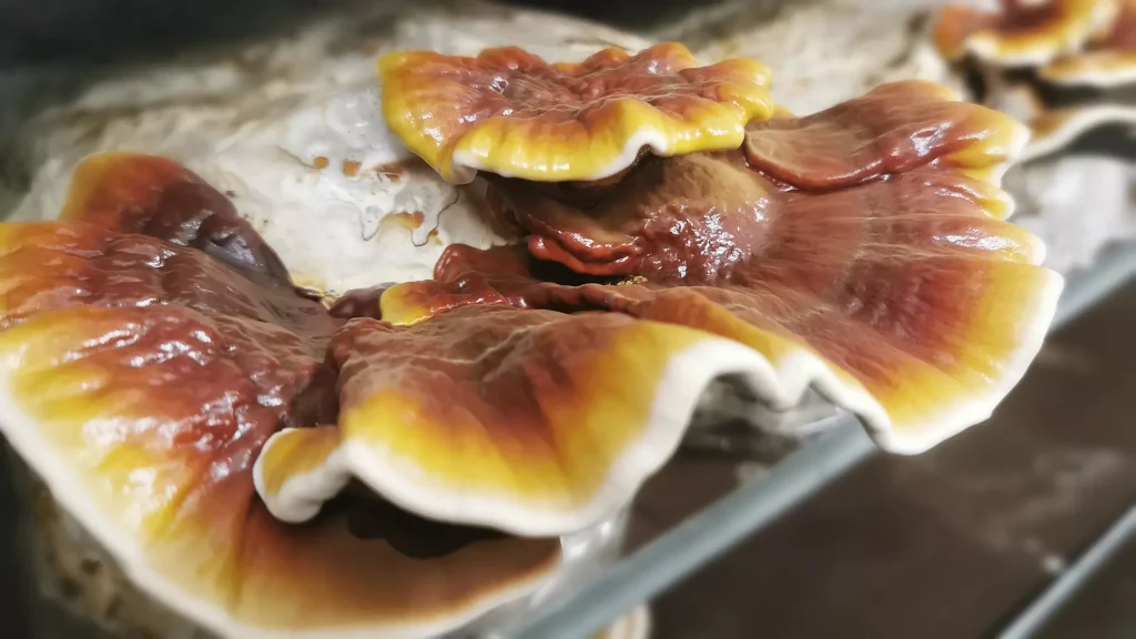 MycoVital_ Primo piano di Cordyceps bio, Hericium-Sens. & Capsule Reishi-Sensitive (Miscela 367), funghi di grandi dimensioni con cappelli lisci e ondulati e superficie lucida che crescono su un substrato.