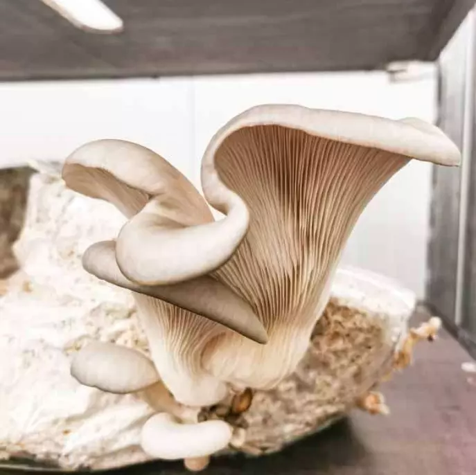 Graphic image of Wissenswertes-prev - Homepage