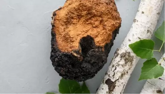Graphic image of chaga-gold-cov - Medicinal Mushrooms