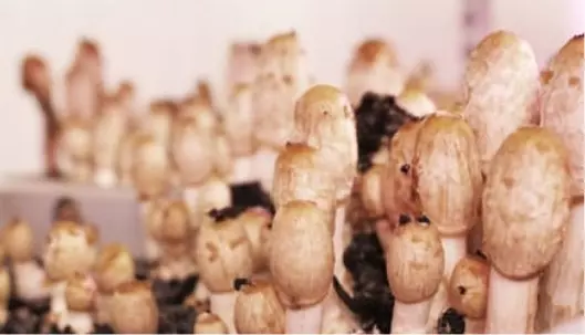 Graphic image of coprinus-cov - Medicinal Mushrooms