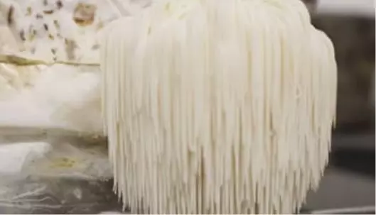 Graphic image of hericium-cov - Medicinal Mushrooms