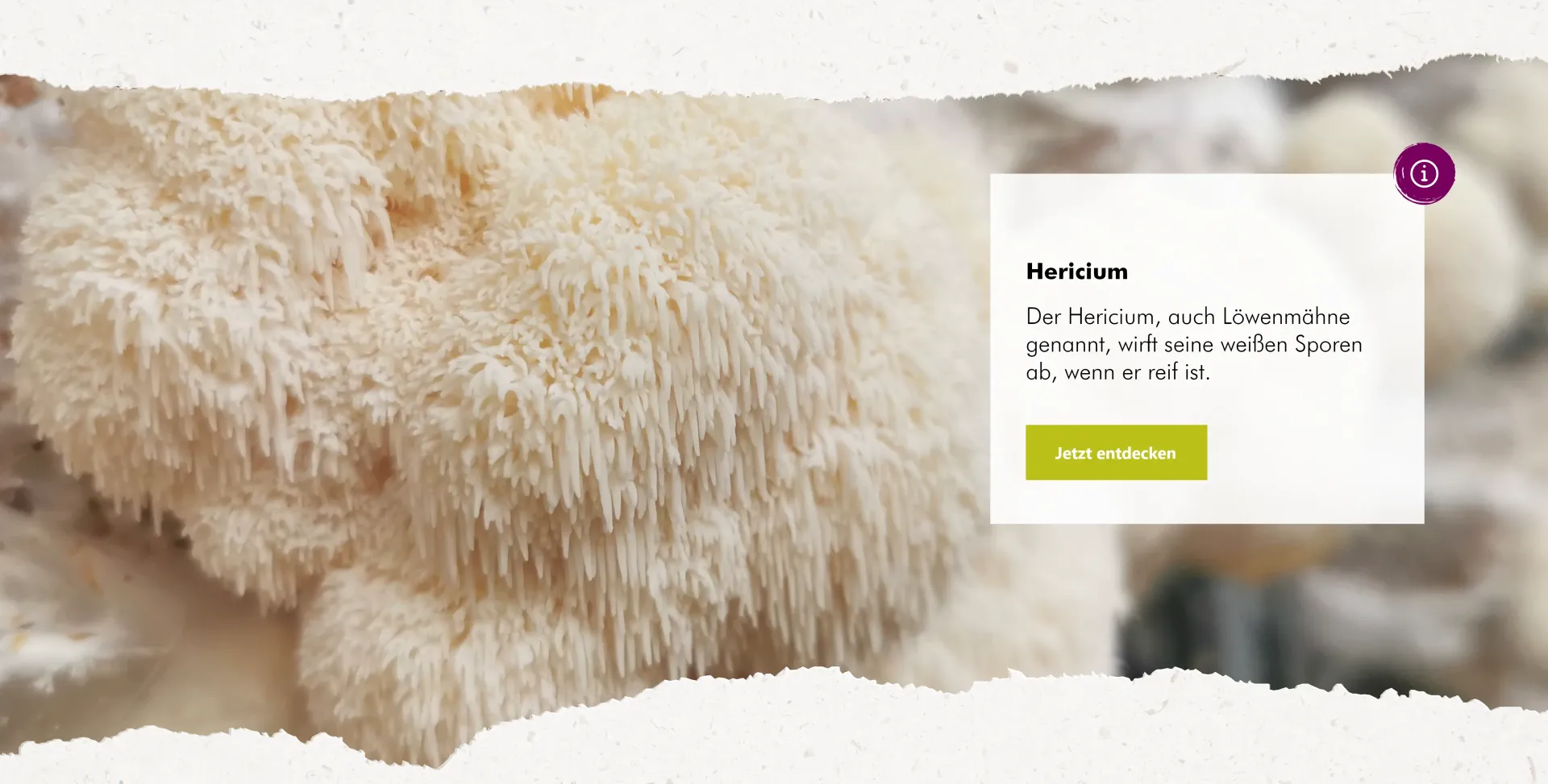 Graphic image of herricium-banner - Homepage