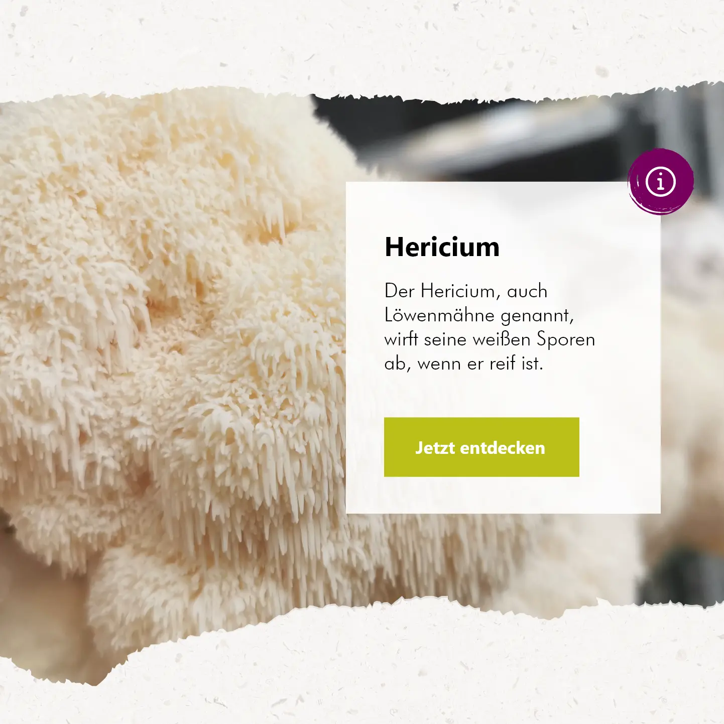 Graphic image of herricium-mbl-banner - Homepage