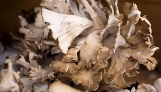 Graphic image of maitake-cov - Medicinal Mushrooms