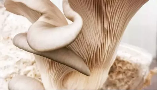 Graphic image of pleurotus-cov - Medicinal Mushrooms