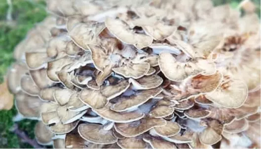 Graphic image of polyporus-cov - Medicinal Mushrooms