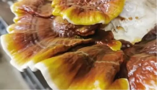 Graphic image of reishi-cov - Medicinal Mushrooms