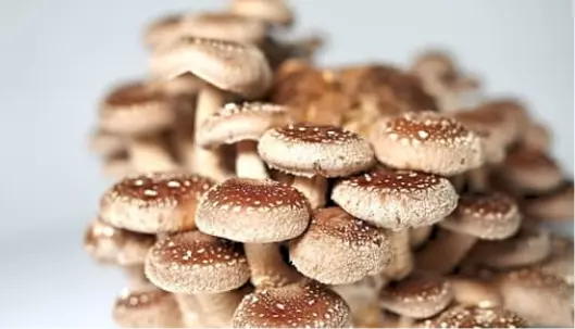 Graphic image of shiitake-cov - Medicinal Mushrooms