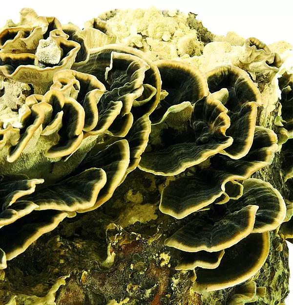 Cápsulas de polvo de hongo vital CORIOLUS - Imagen 3