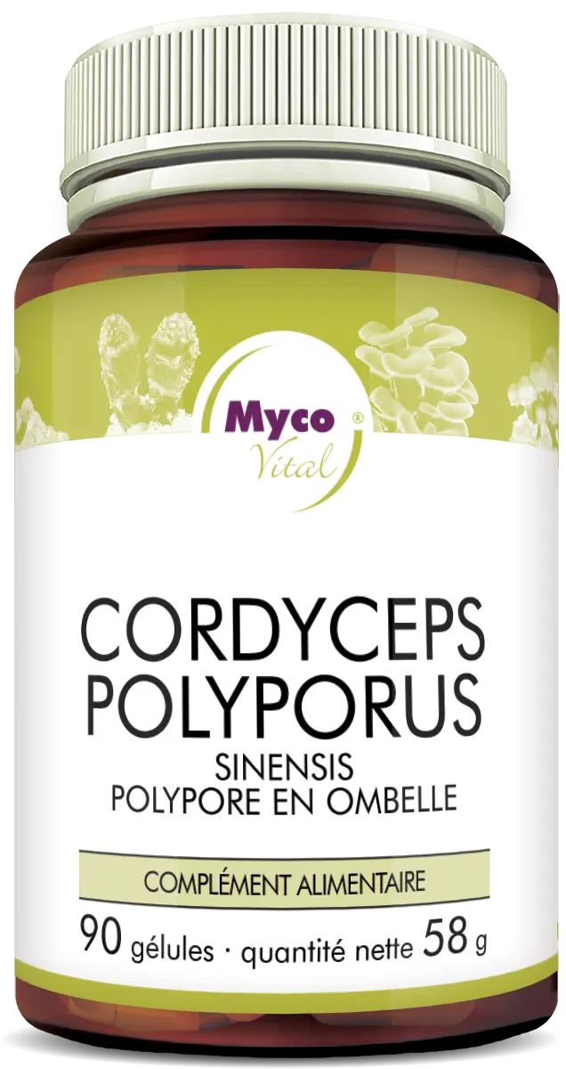 MycoVital – Un flacon brun portant l’inscription MycoVital Cordyceps Polyporus – gélules de poudre de champignons biologiques contient 90 gélules de poudre de champignons. L’étiquette présente des illustrations de champignons ainsi que des logos de certification.