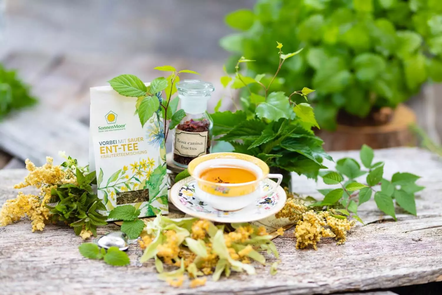 „Eine Tasse goldgelber Kräutertee auf einer floralen Untertasse steht auf einem rustikalen Holztisch, umgeben von frischen Heilkräutern, Blättern und Blüten. Daneben sind eine Packung ‚Vorbei mit Saurer Ent-Tee‘ von SonnenMoor und ein Glas mit getrockneten Hagebutten (Rosa canina fructus) arrangiert, im Hintergrund grüne Pflanzen.