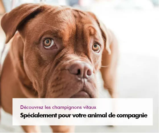 MycoVital_ Un chien brun aux yeux clairs regarde vers le haut avec une expression curieuse. Une zone de texte en fran&ccedil;ais indique : D&eacute;couvrez les champignons vitaux. Sp&eacute;cialement pour votre animal de compagnie.