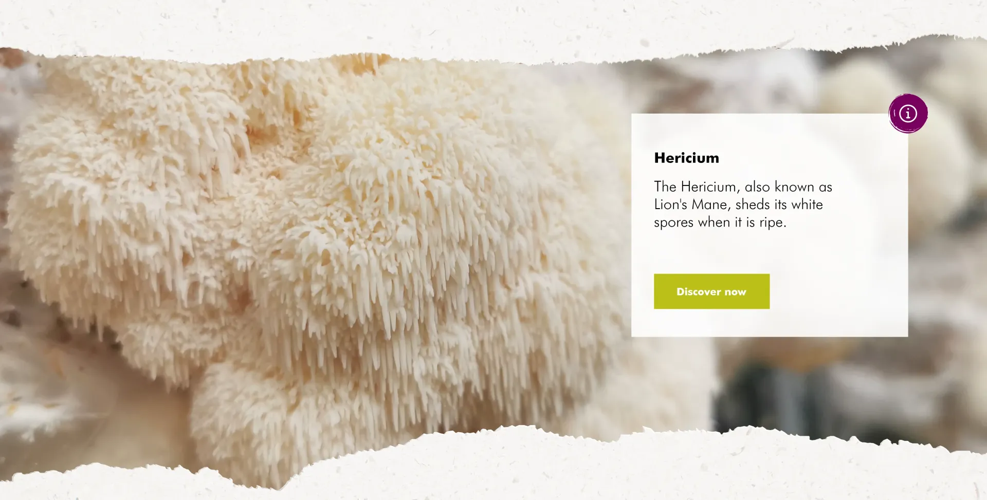 MycoVital_ Close-up of a white, shaggy Hericium mushroom with spiky, cascading strands; a text box on the right provides information about the mushroom in German.