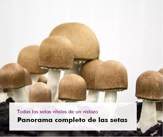 MycoVital_ Racimo de setas marrones creciendo en tierra oscura, con texto en alem&aacute;n superpuesto: Alle Vitalpilze auf einen Blick. Pilz-Gesamt&uuml;bersicht en la esquina inferior izquierda.