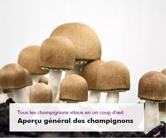 MycoVital_ Une grappe de champignons bruns avec des tiges blanches poussant dans un sol sombre, avec un texte en fran&ccedil;ais en surimpression sur une vue d'ensemble des champignons.