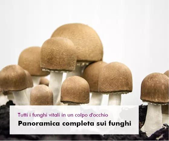 MycoVital_ Primer plano de micelio f&uacute;ngico blanco creciendo sobre un sustrato con peque&ntilde;as ramitas y materia org&aacute;nica. Texto superpuesto en alem&aacute;n: Von der Spore zum fertigen Pilz Produktionsvideo.