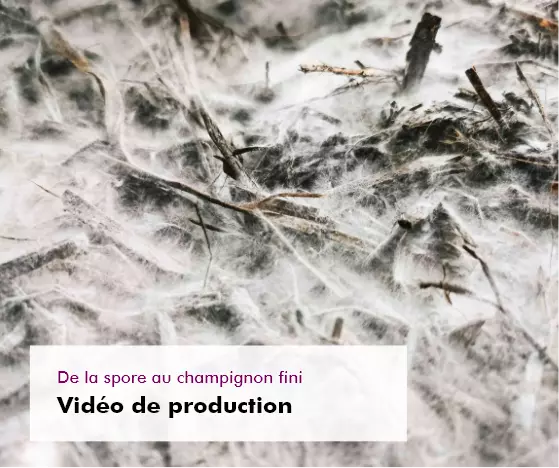MycoVital_ Image en gros plan du myc&eacute;lium d'un champignon poussant &agrave; travers une couche de paille, avec en surimpression un texte en allemand indiquant "Von der Spore zum fertigen Pilz Produktionsvideo".
