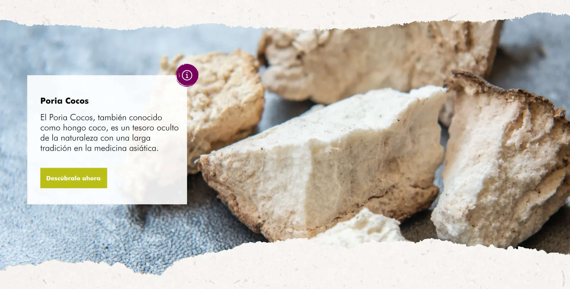 MycoVital_ Sobre una superficie gris se exponen varios trozos irregulares de color beige de la seta seca Poria Cocos. Un recuadro a la izquierda explica la importancia de este hongo en la fitoterapia asi&aacute;tica.