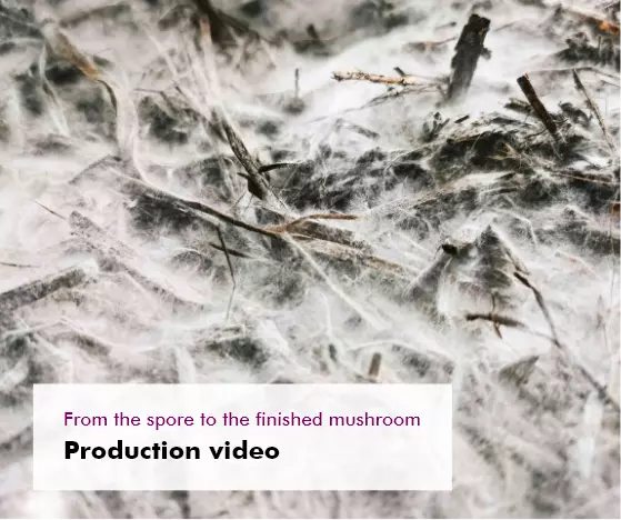 MycoVital_ A close-up of white mycelium spreading across straw and twigs, with a text overlay that reads, From the spore to the finished mushroom Production video.