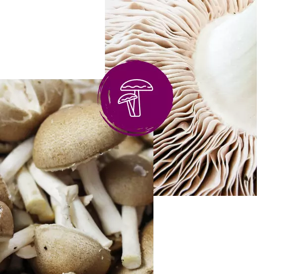 MycoVital_ Primer plano de setas frescas, con sombreros marrones y tallos blancos a la izquierda, y una vista detallada de las branquias de las setas a la derecha. Un círculo morado con el icono de una seta blanca se superpone al centro.