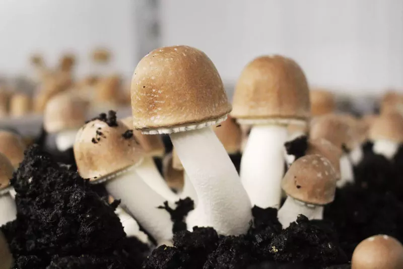 MycoVital_ Primer plano de varias setas de sombrero marrón con gruesos tallos blancos que crecen en un suelo oscuro y rico, sobre un fondo borroso.