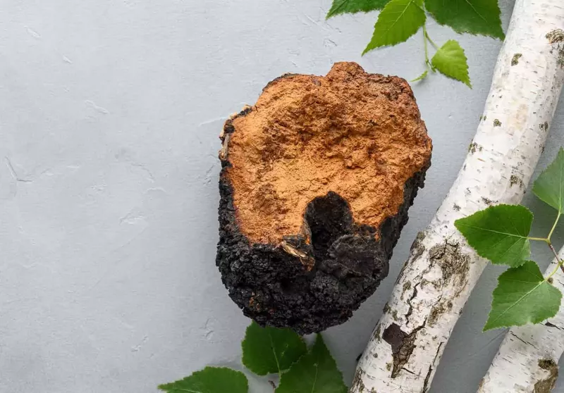 MycoVital_ A piece of chaga mushroom with a rough, dark exterior and orange-brown center sits next to birch branches and green leaves on a light gray background.
