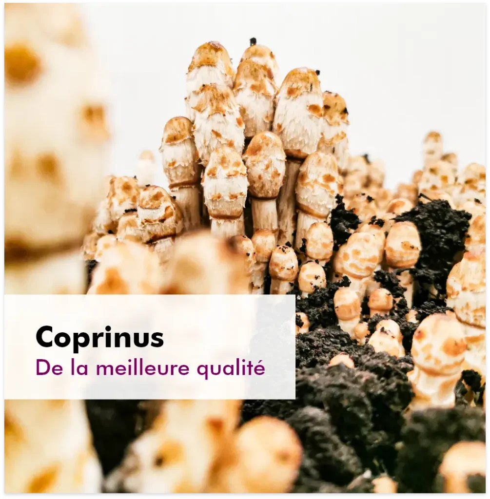 MycoVital_ Vue rapprochée de nombreux champignons coprinus poussant dans un sol sombre, sur fond blanc. Le texte superposé indique Coprinus De la meilleure qualité en français.