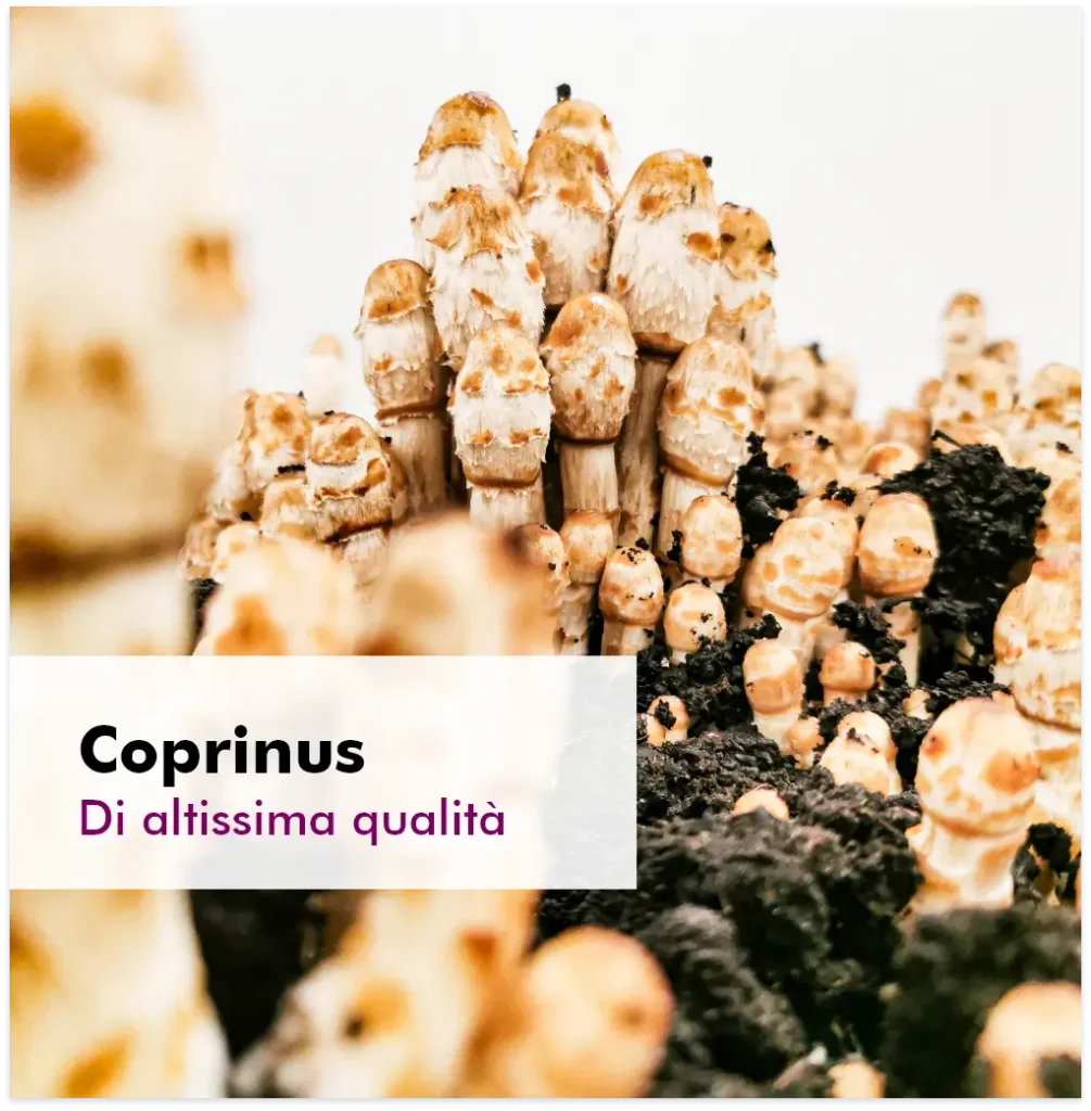 MycoVital_ Un gruppo di funghi Coprinus alti, bianchi e marroni, cresce a stretto contatto in un terreno scuro. Il testo in sovrimpressione recita: Coprinus - Di altissima qualità.