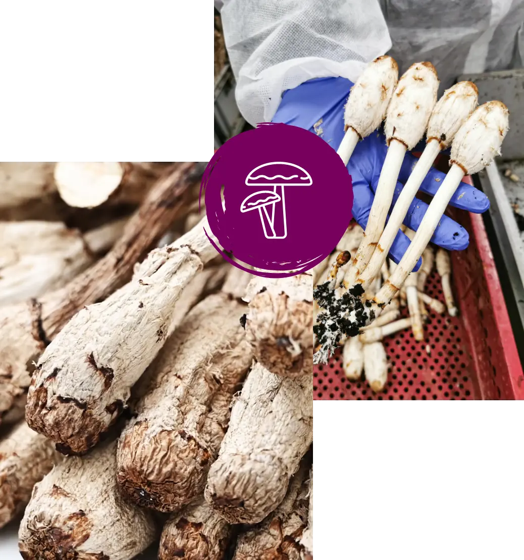 MycoVital_ Close-up of long, white mushrooms with textured caps; one gloved hand holds several mushrooms above a red perforated tray. A purple circle with a white mushroom icon is overlaid in the center.