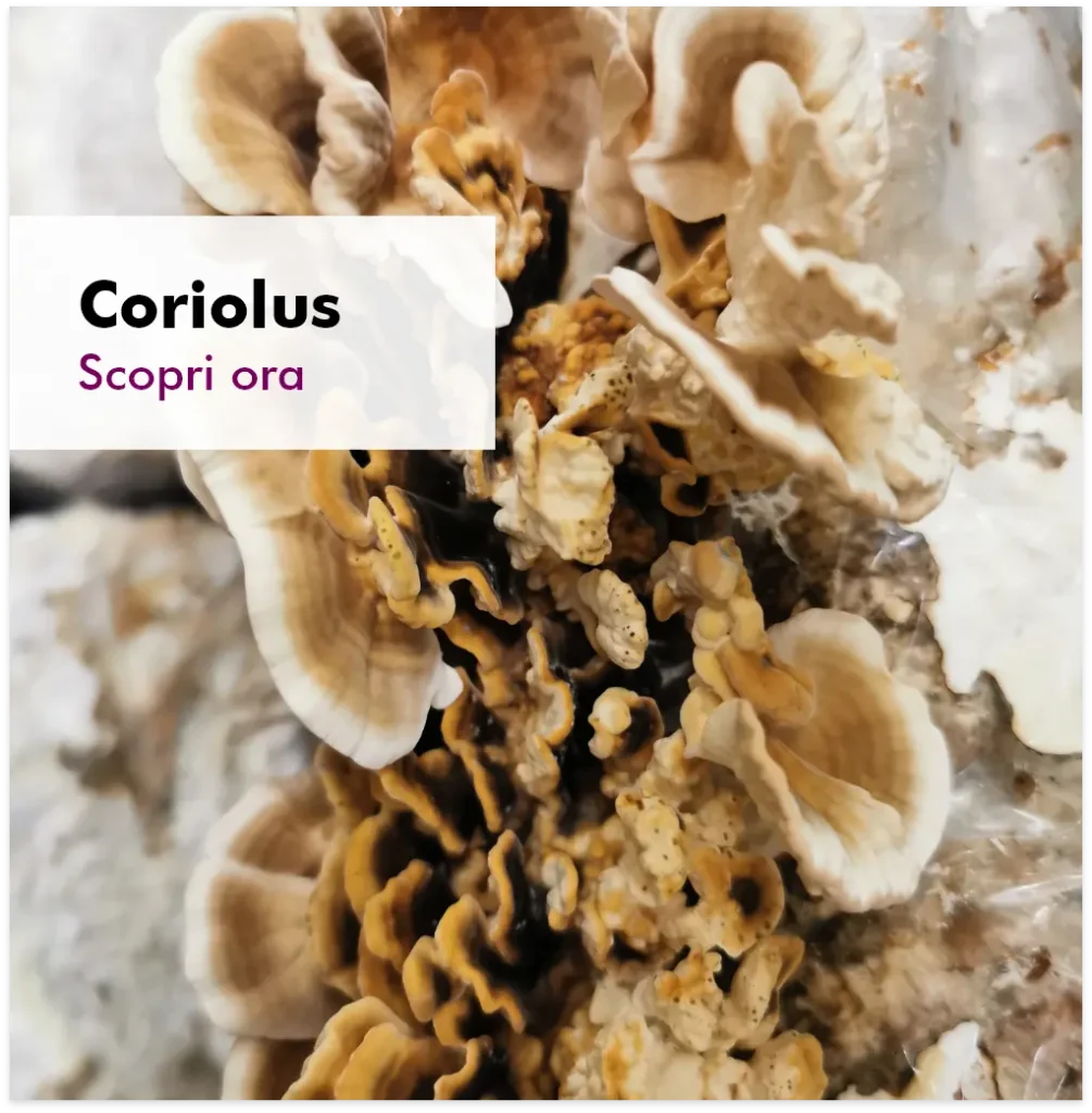 Graphic image of Categoria funghi Coriolus - Astaxantina in capsule, vegetariane, 4 mg