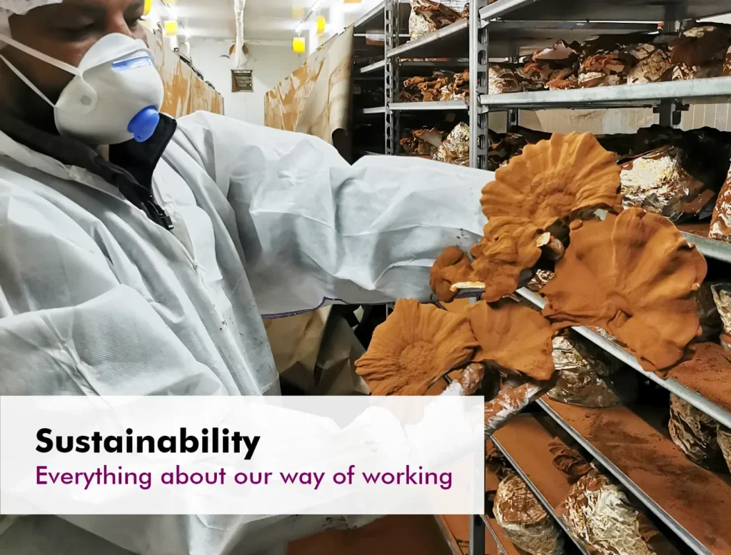 MycoVital_ A person in protective clothing and a mask inspects large brown mushrooms growing on shelves. Text in German reads: Nachhaltigkeit – Alles zu unserer Arbeitsweise (Sustainability – All about our way of working).