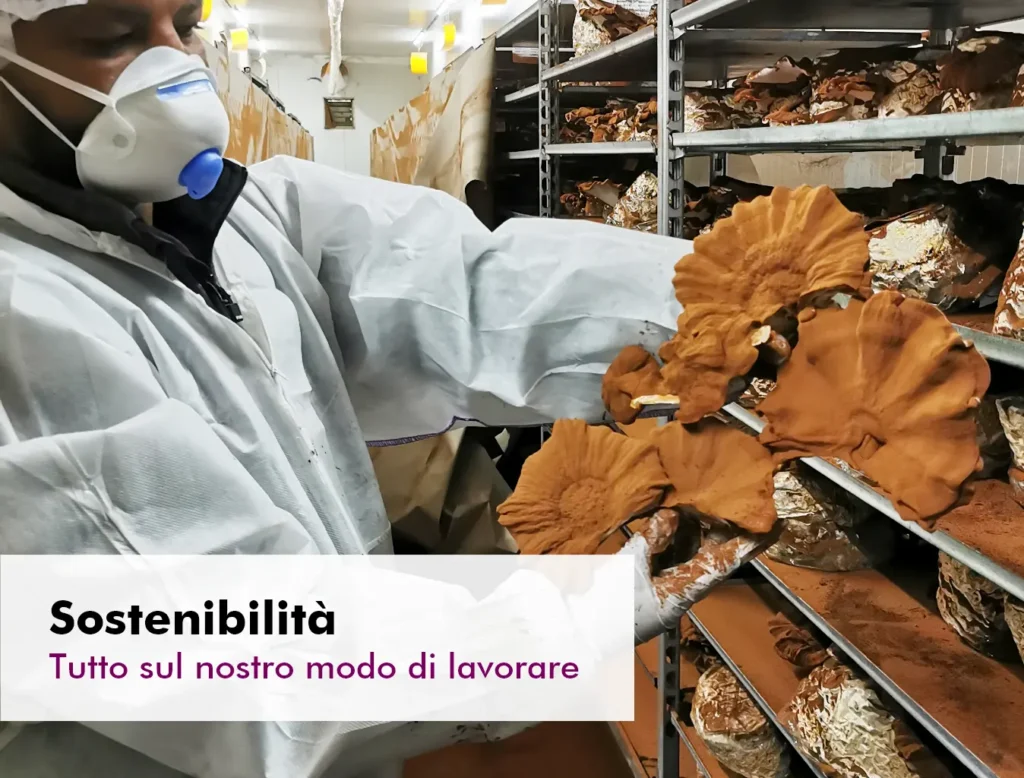 MycoVital_ Una persona con indumenti protettivi e maschera maneggia grandi funghi marroni sugli scaffali di un impianto di coltivazione. Il testo in tedesco recita: Nachhaltigkeit. Alles zu unserer Arbeitsweise.