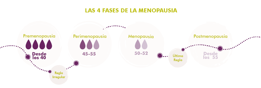 MycoVital_ Infograf&iacute;a que muestra las 4 fases de la menopausia: Premenopausia (a partir de los 40 a&ntilde;os), Perimenopausia (45-55 a&ntilde;os), Menopausia (50-52 a&ntilde;os, &uacute;ltima regla) y Postmenopausia (a partir de los 55 a&ntilde;os).