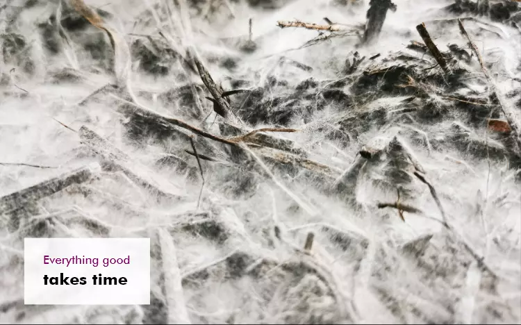MycoVital_ Close-up of mycelium threads spreading over soil and sticks, with a quote in the corner: &ldquo;Everything good takes time.&rdquo;.