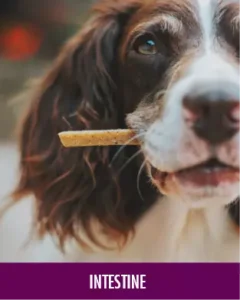 MycoVital_ A close-up of a brown and white dog holding a treat in its mouth, with the word INTESTINE in white text on a purple banner at the bottom of the image.