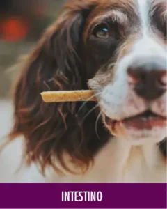 MycoVital_ Primo piano di un cane bianco e marrone che tiene in bocca un bocconcino, con la scritta DARM in basso su sfondo viola.