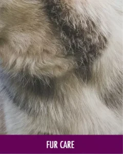 MycoVital_ Close-up of an animals thick, multicolored fur with shades of white, gray, and brown. The word Fellpflege (German for fur care) appears in white text on a purple bar at the bottom.