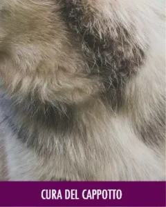 MycoVital_ Primo piano di una folta pelliccia animale multicolore, con varie sfumature di marrone, grigio e bianco. La parola Fellpflege appare in testo bianco su uno striscione viola in basso.