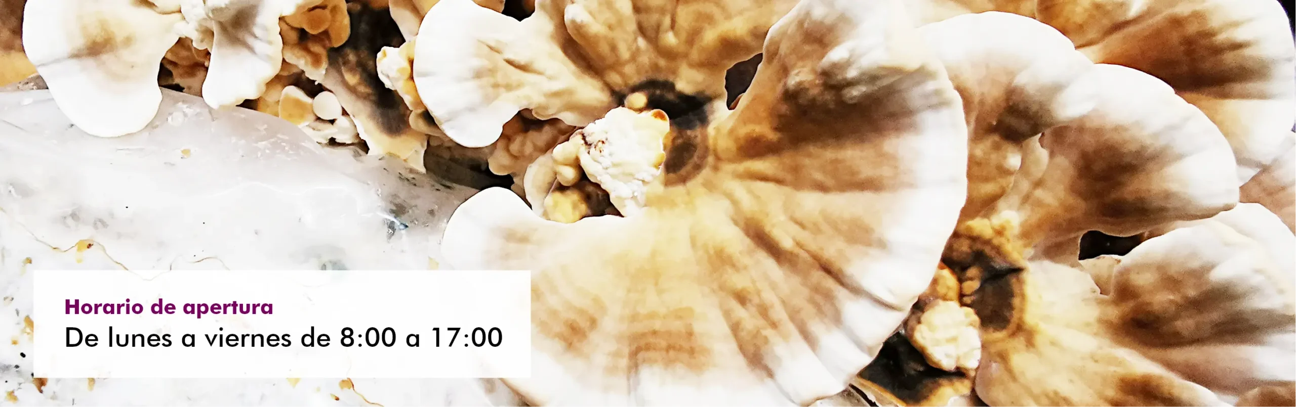 MycoVital_ Primer plano de setas de color marr&oacute;n claro y blanco con un cuadro de texto superpuesto en espa&ntilde;ol que dice, Horario de apertura: De lunes a viernes de 8:00 a 17:00.