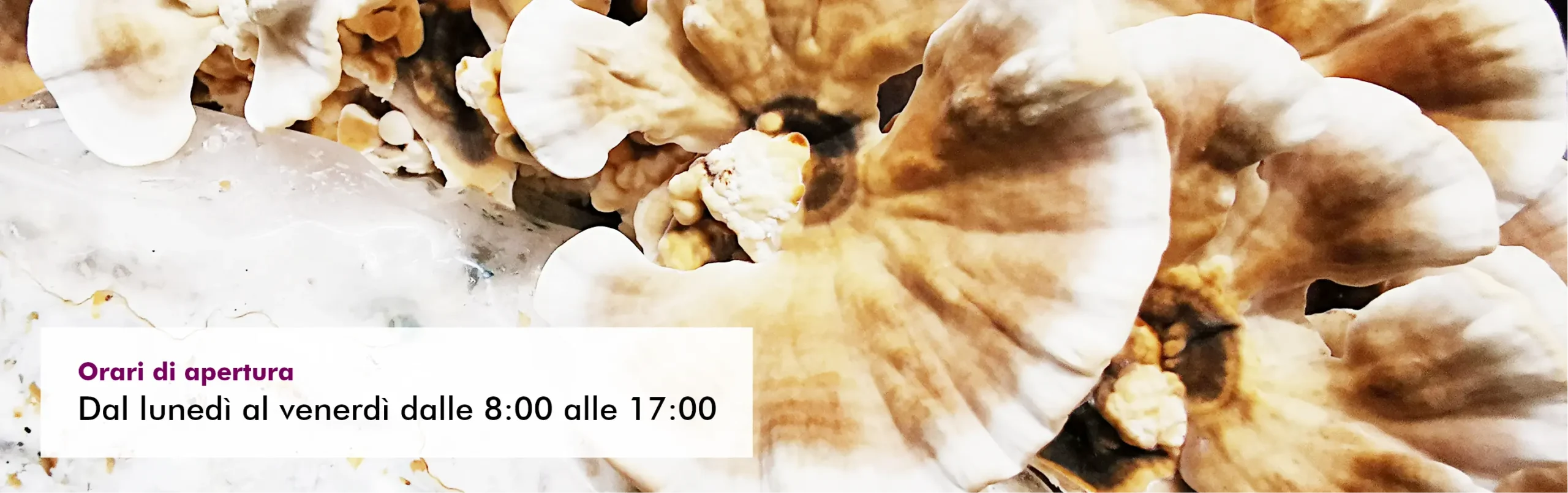 MycoVital_ Primo piano di grandi funghi beige con bordi ondulati. In primo piano, un riquadro bianco con testo in italiano indica gli orari di apertura: Dal luned&igrave; al venerd&igrave;, dalle 8:00 alle 17:00.