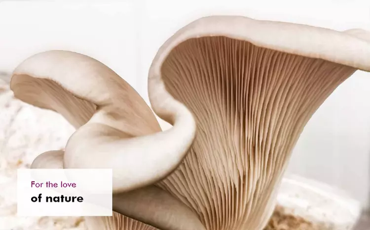 MycoVital_ Close-up of a pale oyster mushroom with detailed gills, curving gracefully. In the bottom left corner, a text box reads: For the love of nature with of nature in bold.