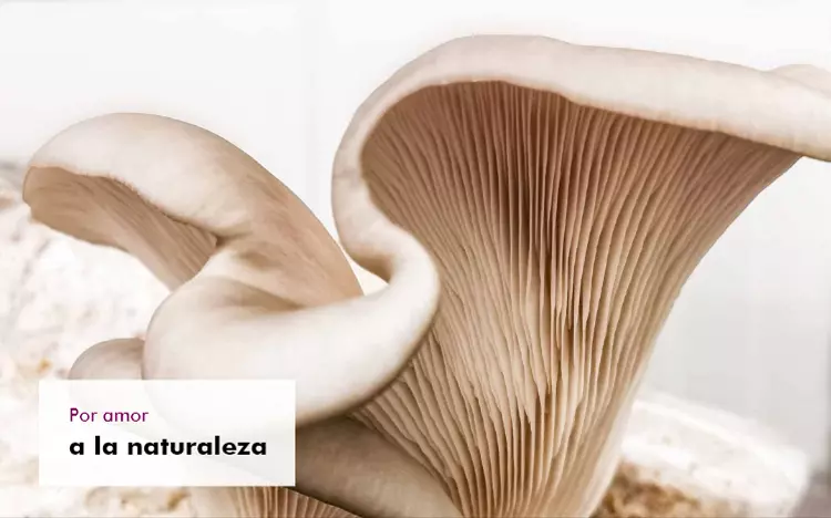 Graphic image of liebe-natur_1920x1920 - &iquest;Por qu&eacute; Mycovital?