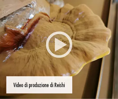 MycoVital_ Una vista ravvicinata di un grande fungo reishi con un pulsante di riproduzione in sovrimpressione. Nell'angolo in basso a sinistra, un riquadro bianco contiene il testo Reishi Produktionsvideo.