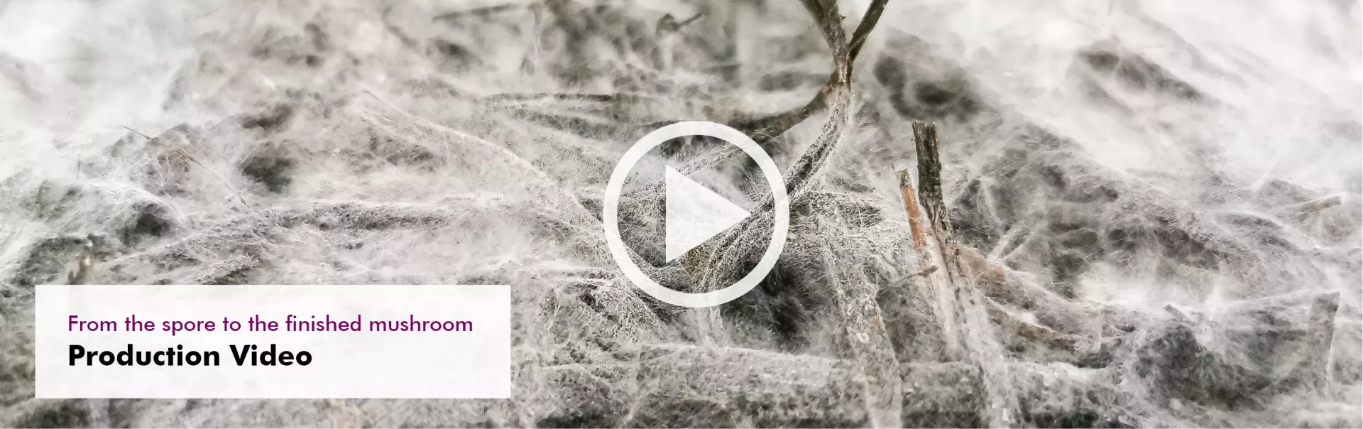 MycoVital_ Close-up of white fungal mycelium spreading across a dark, textured surface with small sticks. In the lower left corner, there is a box with German text: Von der Spore zum fertigen Pilz Produktionsvideo.