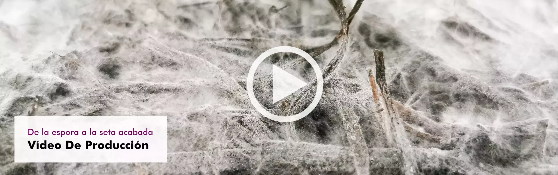 MycoVital_ Primer plano de hilos de micelio blanco creciendo sobre una superficie oscura con trozos de paja; en la esquina, un cuadro de texto en alem&aacute;n dice: "Von der Spore zum fertigen Pilz Produktionsvideo".
